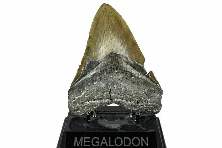 Serrated, Fossil Megalodon Tooth - North Carolina #331087